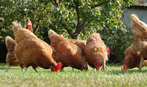 Hen 1