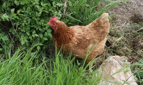 Hens