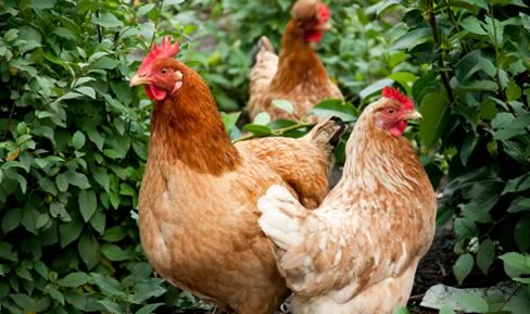 Hens